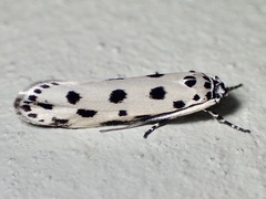 Ethmia sphaerosticha