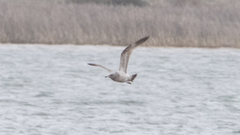 Larus glaucoides
