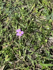 Oxalis drummondii