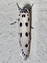 Ethmia sphaerosticha