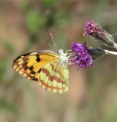 Colotis vesta