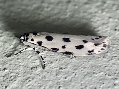 Ethmia sphaerosticha