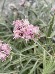 Saussurea salicifolia