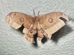 Opodiphthera rhythmica