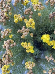 Brachanthemum krylovii