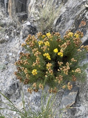 Brachanthemum krylovii