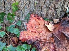 Fistulina hepatica