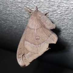 Opodiphthera rhythmica