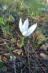 Crocus hyemalis