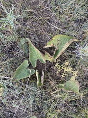 Phlomoides tuberosa