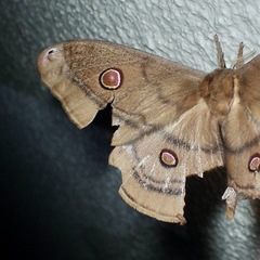 Opodiphthera rhythmica