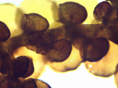 Frullania brittoniae