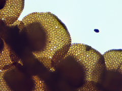 Frullania brittoniae