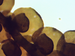 Frullania brittoniae