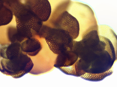 Frullania brittoniae