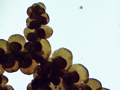 Frullania brittoniae