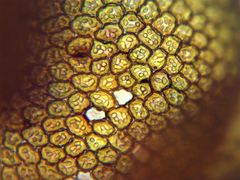Frullania brittoniae