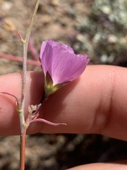 Sidalcea glaucescens