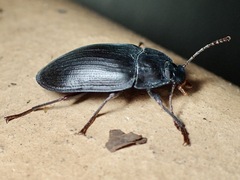 Pterohelaeus