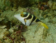 Canthigaster valentini