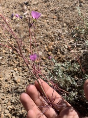 Sidalcea glaucescens