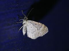 Larentiinae