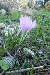 Colchicum stevenii