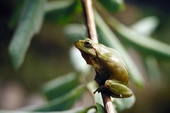 Hyla meridionalis