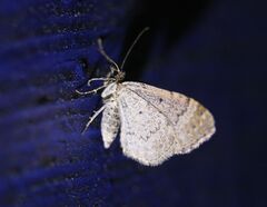 Larentiinae