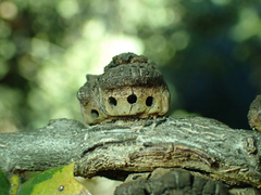 Disholandricus chrysolepidis