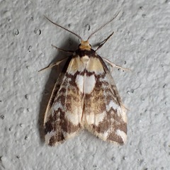 Thallarcha staurocola