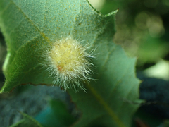 Disholandricus lasius