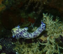 Pseudoceros laingensis