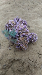 Pholisma arenarium
