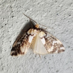 Thallarcha staurocola