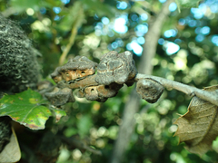 Disholandricus chrysolepidis