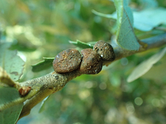 Disholandricus chrysolepidis