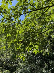 Fraxinus chinensis