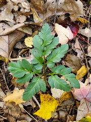 Sceptridium oneidense