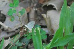 Zizula hylax pygmaea