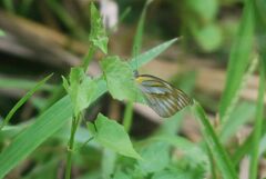 Appias libythea olferna
