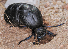 Meloe proscarabaeus