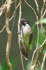 Pycnonotus aurigaster