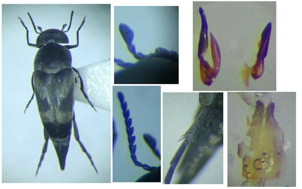Mediimorda angeliquae