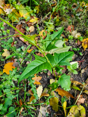 Chenopodiastrum simplex