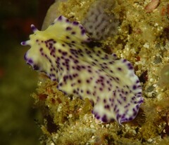 Pseudoceros laingensis