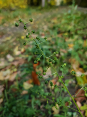 Chenopodiastrum simplex