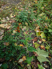 Chenopodiastrum simplex