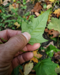 Chenopodiastrum simplex