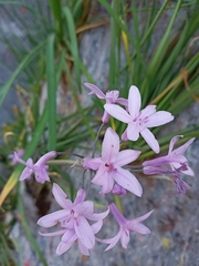 Tulbaghia violacea